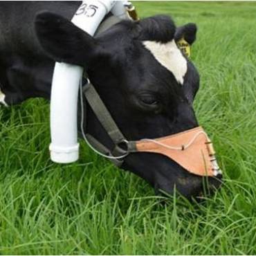 Mejor uso de las pasturas garantiza más leche y menos contaminación