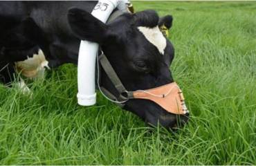 Mejor uso de las pasturas garantiza más leche y menos contaminación